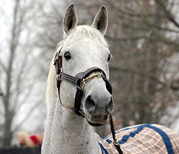 Silver Charm comes home to America Horse Racing Nation